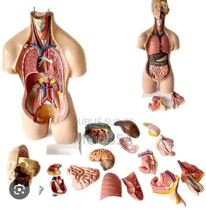 Bustre Anatomie