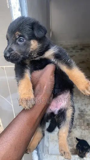 1-3 mois Homme Pure race German Shepherd