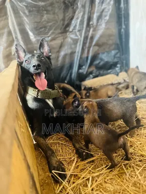 1-3 mois Homme Pure race Belgian Malinois