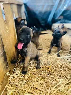 1-3 mois Homme Pure race Belgian Malinois