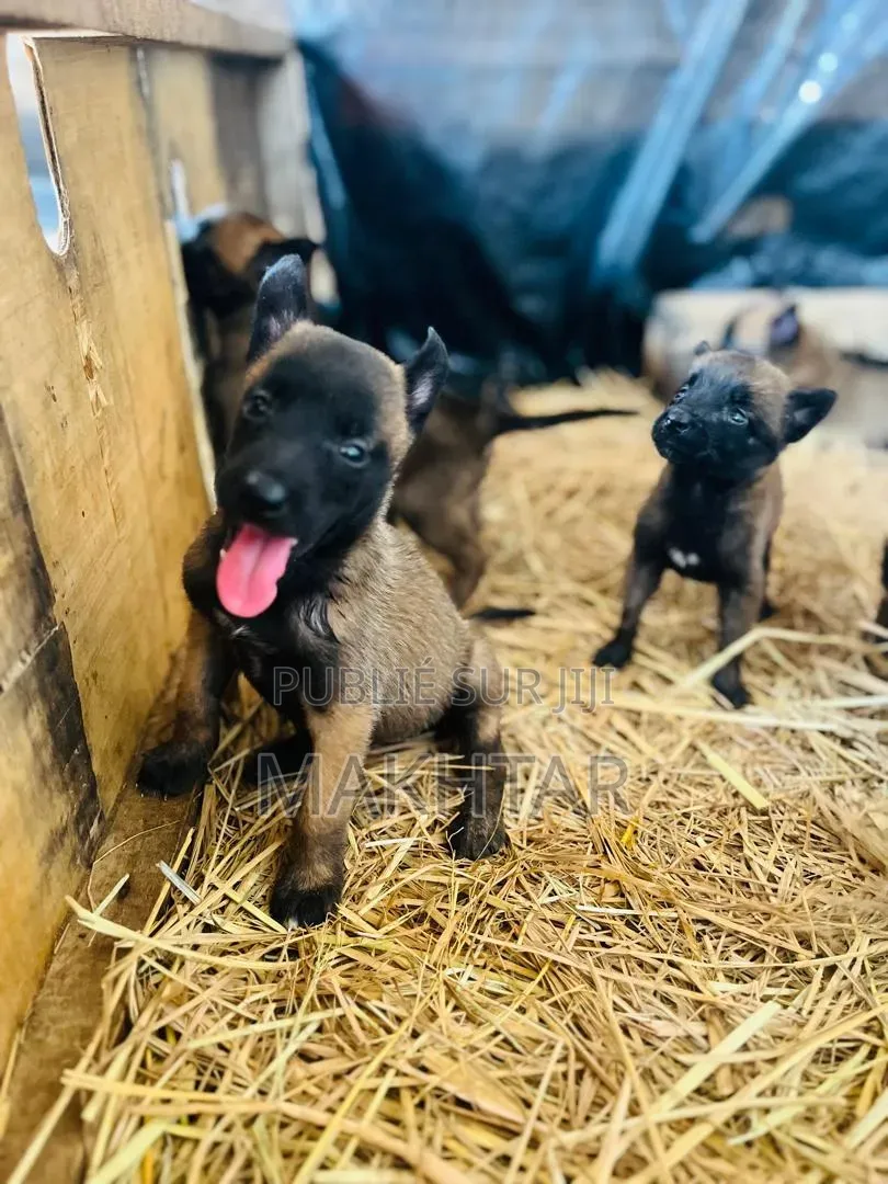 1-3 mois Homme Pure race Belgian Malinois