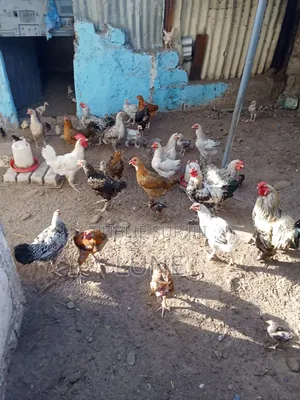 Vente De Poulets Brahmâ Et Goliath Améliorer