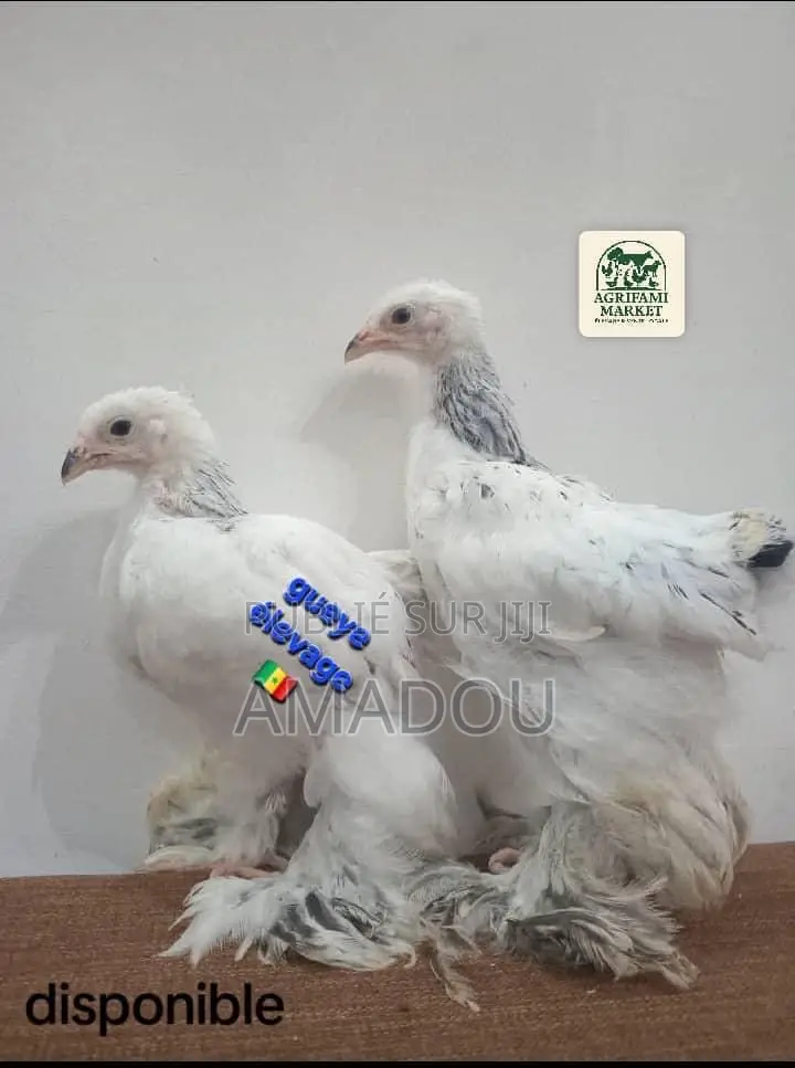 Brahman Hermine Standard
