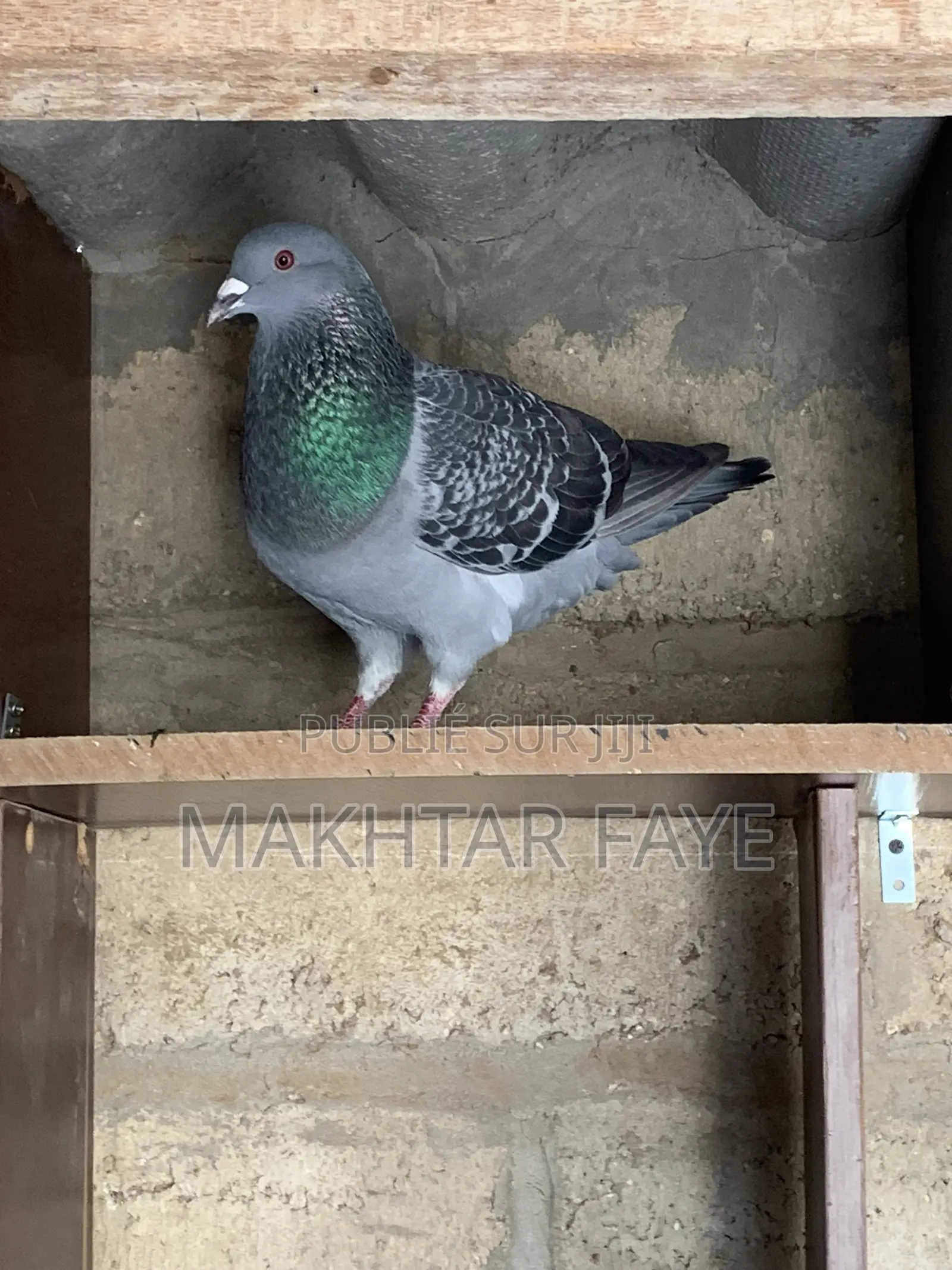 Couple Pigeons Voyageurs