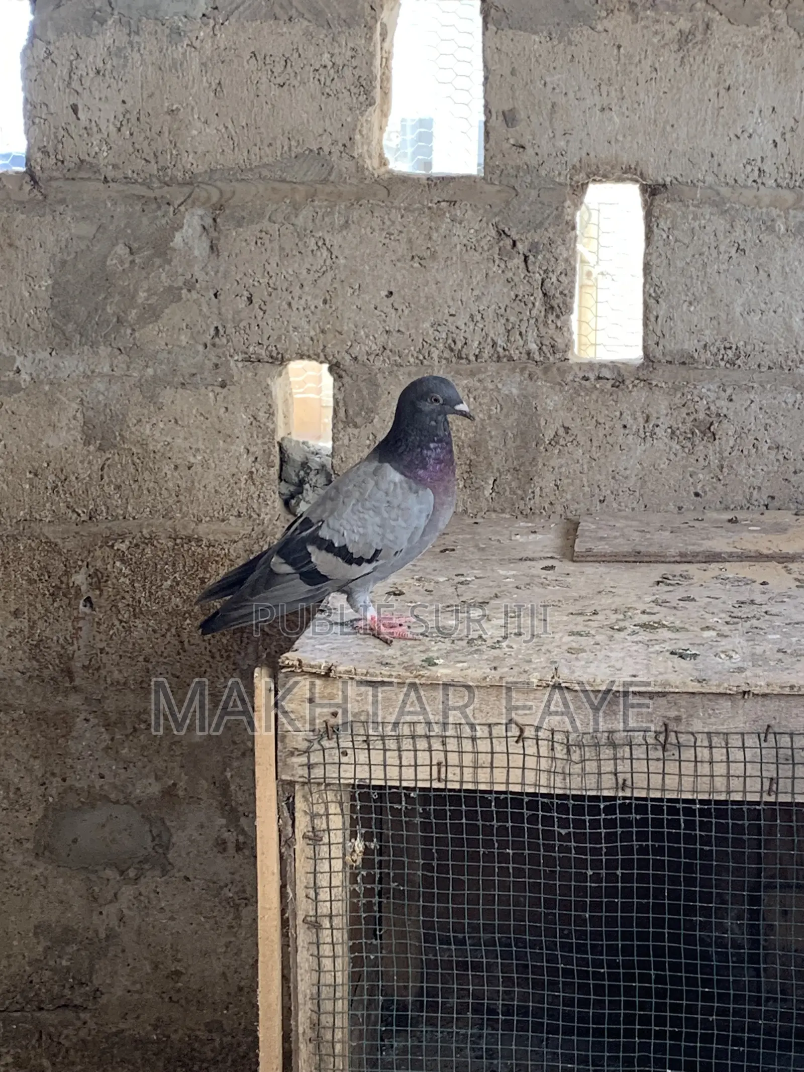 Couple Pigeons Voyageurs