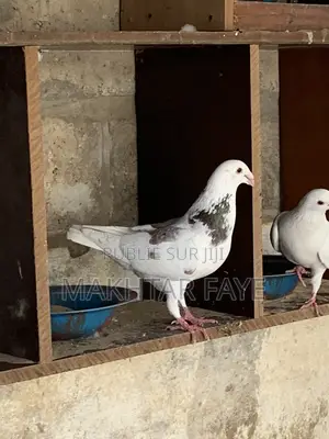 Pigeons Beauté Allemande
