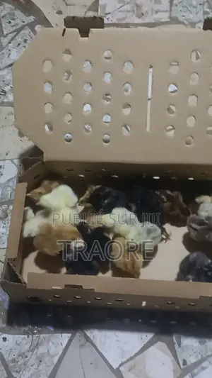 Poussin Goliat Pursan Disponible
