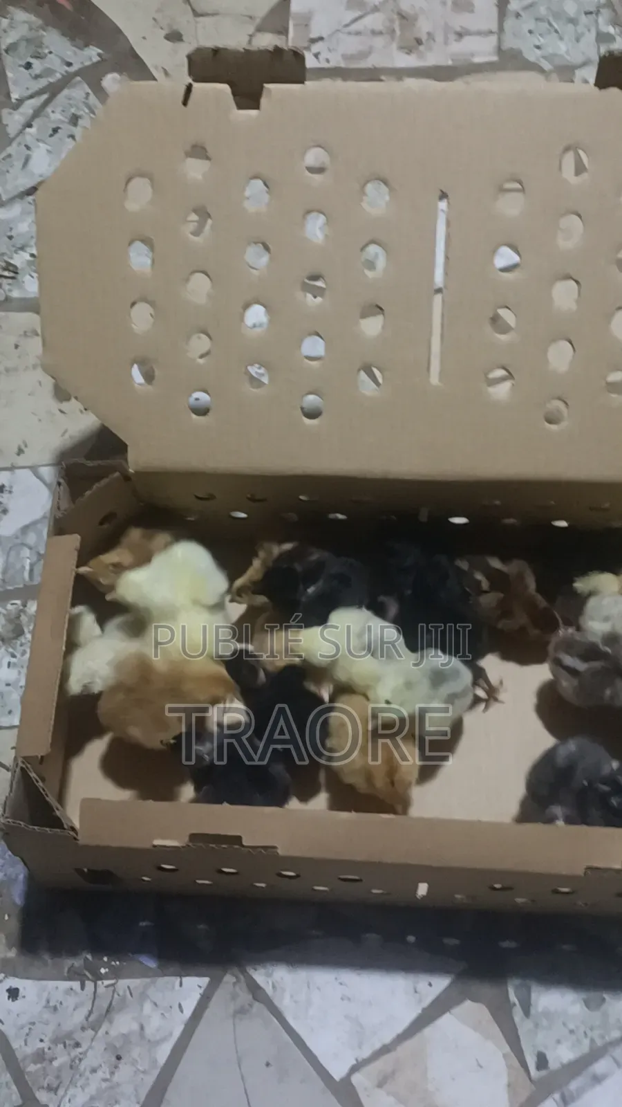 Poussin Goliat Pursan Disponible