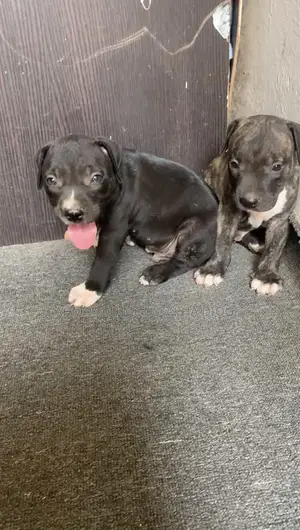 1-3 mois Homme Pure race American Pit Bull Terrier