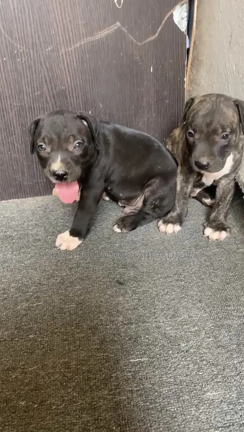 1-3 mois Homme Pure race American Pit Bull Terrier