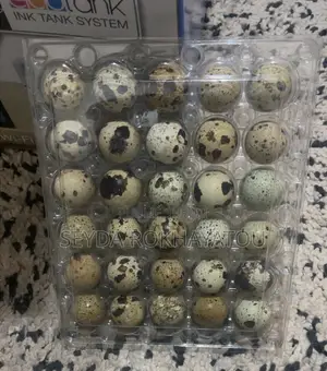 Oeuf De Caille