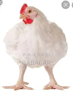 Nous Vendons Des Poulets De Chaire À 4000Frfca Le Poulet Pour 5poulet.