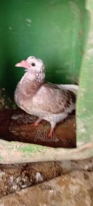 Pigeonniaux À Vendre