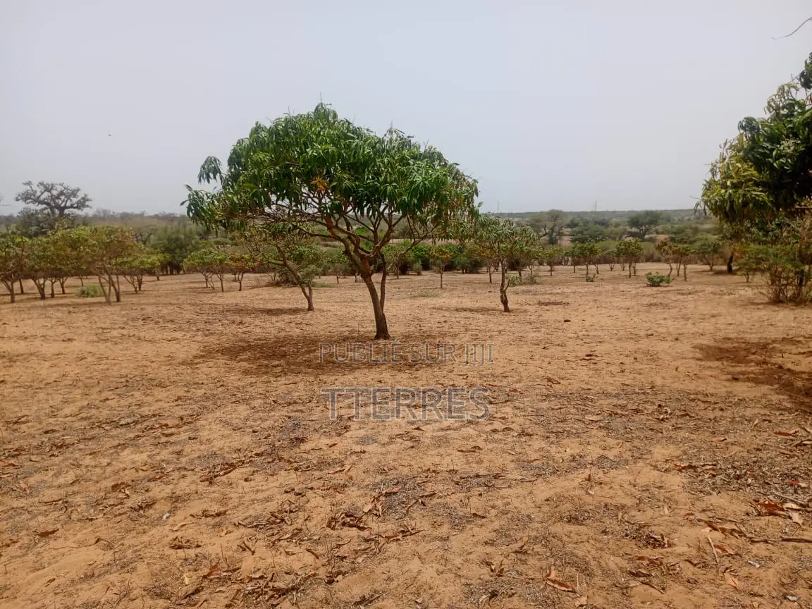 Verger Productif De 9248 M2 À 400 M De Kémaye - Mont Rolland