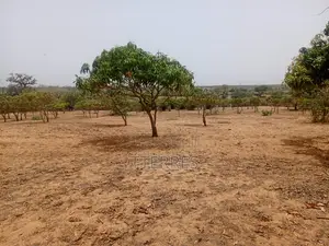 Verger Productif De 9248 M2 À 400 M De Kémaye - Mont Rolland