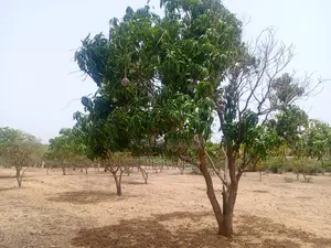 Verger Productif De 9248 M2 À 400 M De Kémaye - Mont Rolland
