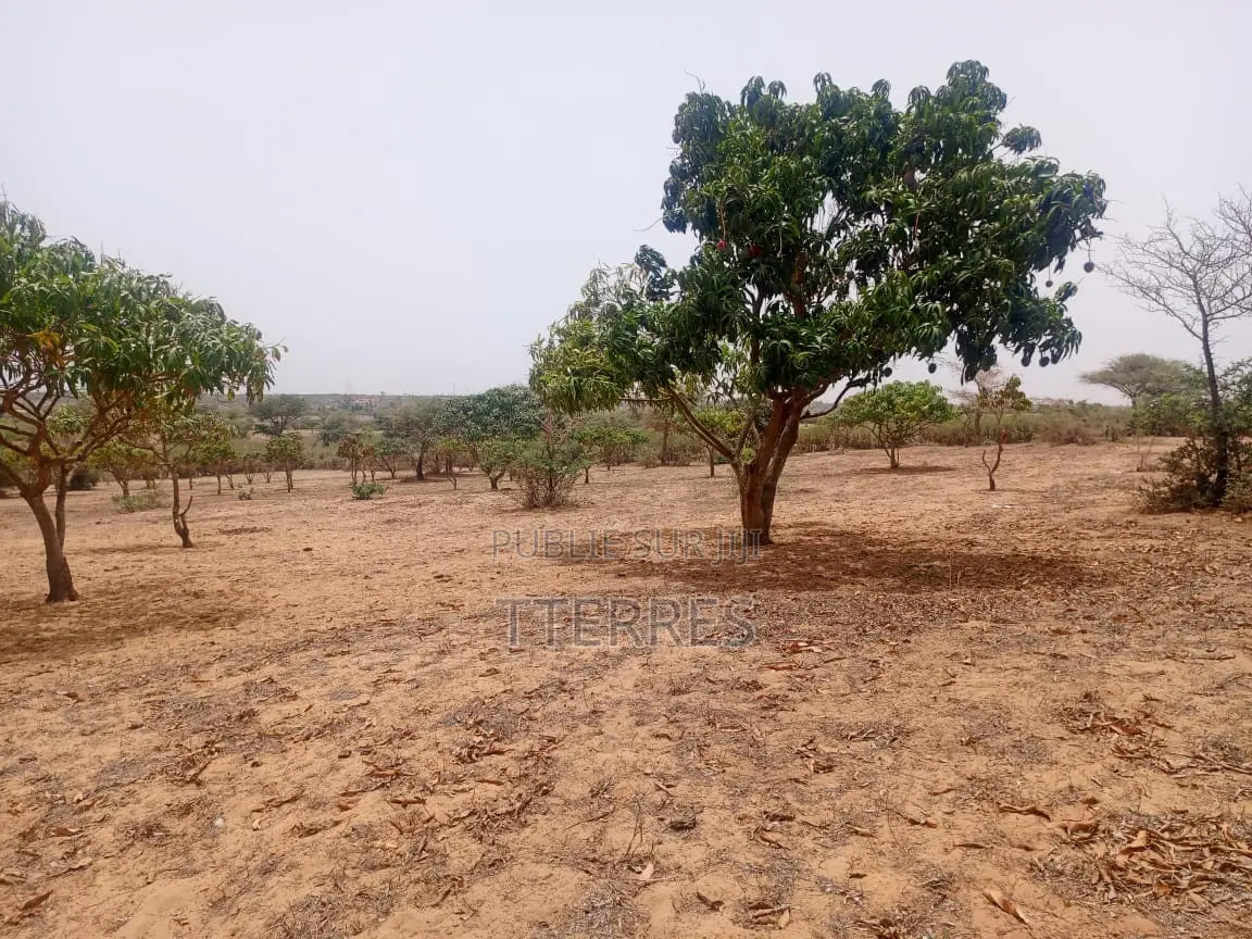 Verger Productif De 9248 M2 À 400 M De Kémaye - Mont Rolland