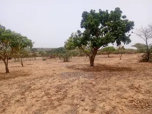 Verger Productif De 9248 M2 À 400 M De Kémaye - Mont Rolland