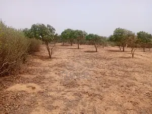 Verger Productif De 9248 M2 À 400 M De Kémaye - Mont Rolland