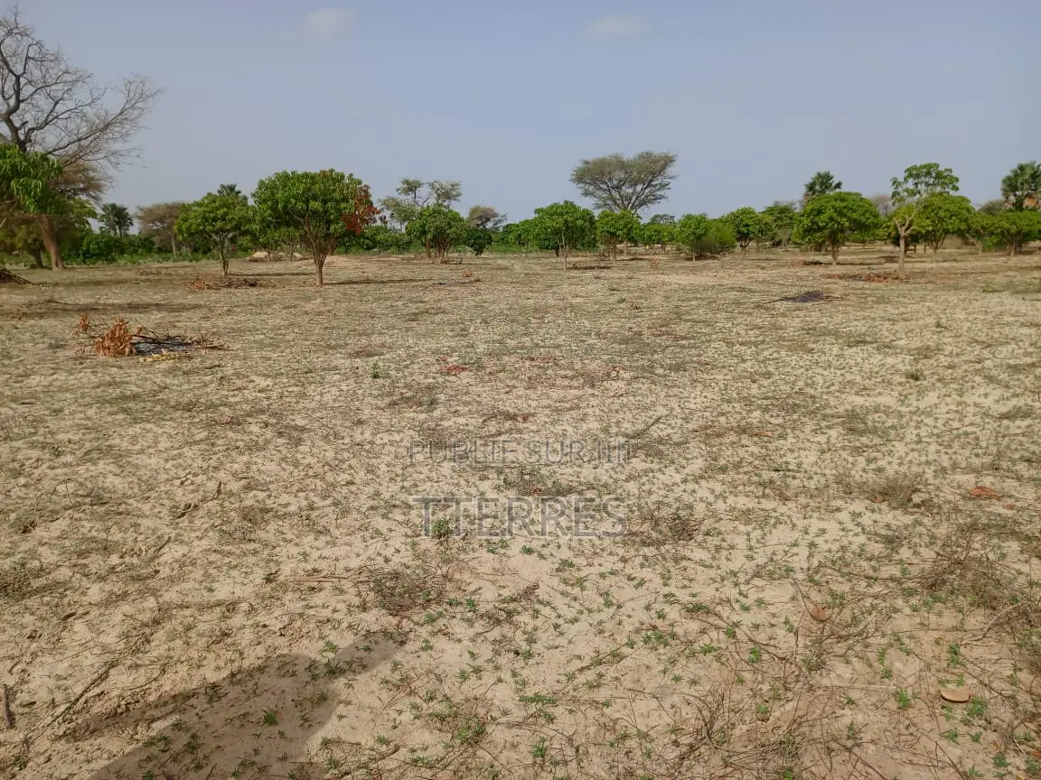 Verger Productif De 2,30 Hectares Vers Keur Sala Deurguen - Tivaouane