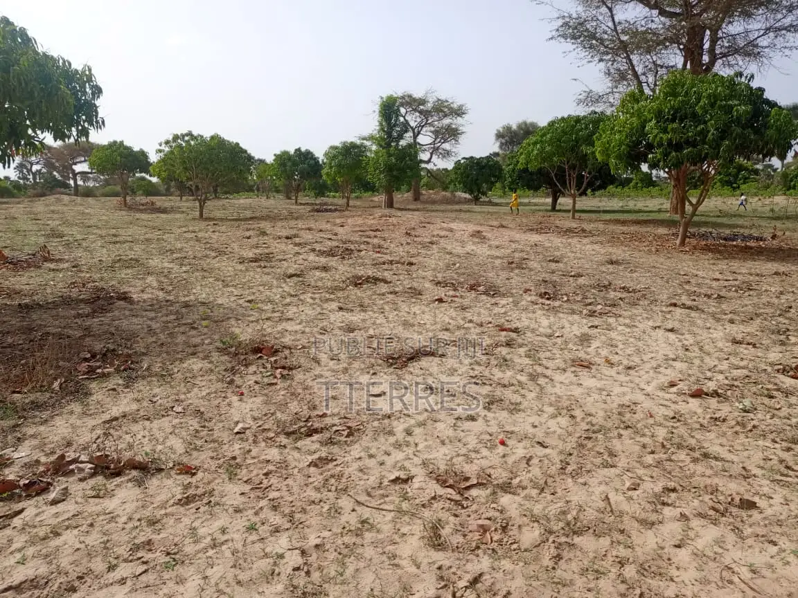 Verger Productif De 2,30 Hectares Vers Keur Sala Deurguen - Tivaouane