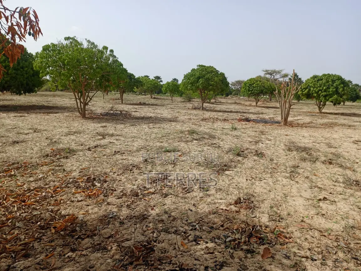 Verger Productif De 2,30 Hectares Vers Keur Sala Deurguen - Tivaouane