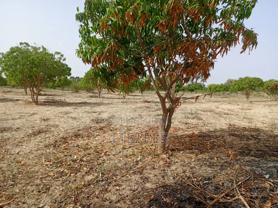 Verger Productif De 2,30 Hectares Vers Keur Sala Deurguen - Tivaouane