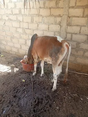 Boeuf Bien Nourri