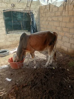 Boeuf Bien Nourri