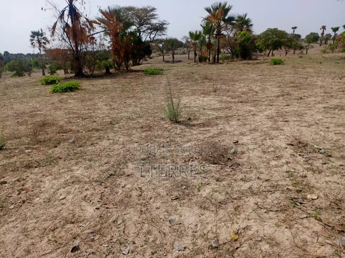 Verger De 1,84 Hectare À 900 M De Keur Sala Deurguen-Tivaouane