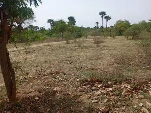 Verger Productif De 1,63 Hectare Vers Keur Sala Deurguen -Tivaouane