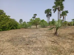 Verger Productif De 1,63 Hectare Vers Keur Sala Deurguen -Tivaouane