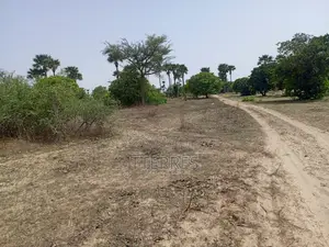 Verger Productif De 1,63 Hectare Vers Keur Sala Deurguen -Tivaouane