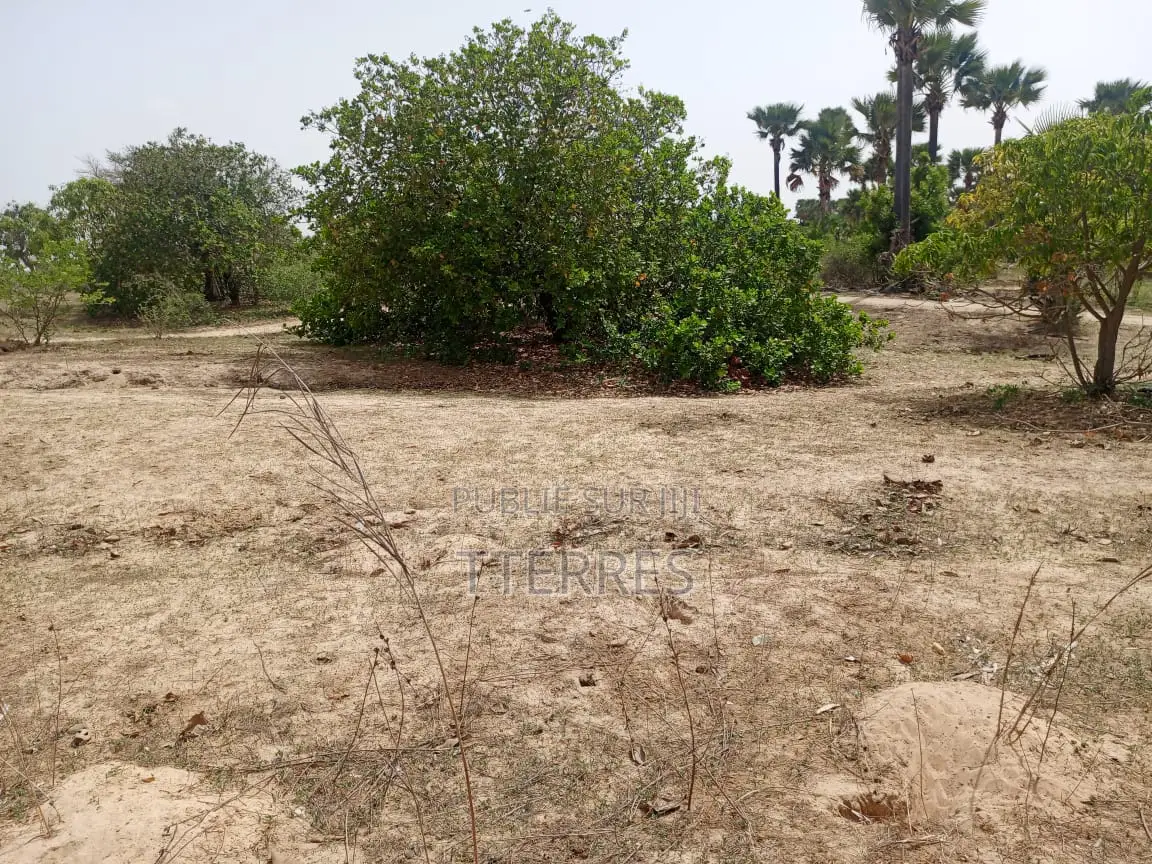 Verger Productif De 1,63 Hectare Vers Keur Sala Deurguen -Tivaouane