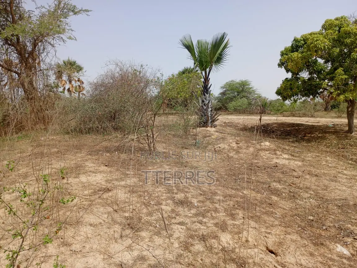 Verger Productif De 1,63 Hectare Vers Keur Sala Deurguen -Tivaouane