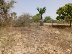 Verger Productif De 1,63 Hectare Vers Keur Sala Deurguen -Tivaouane