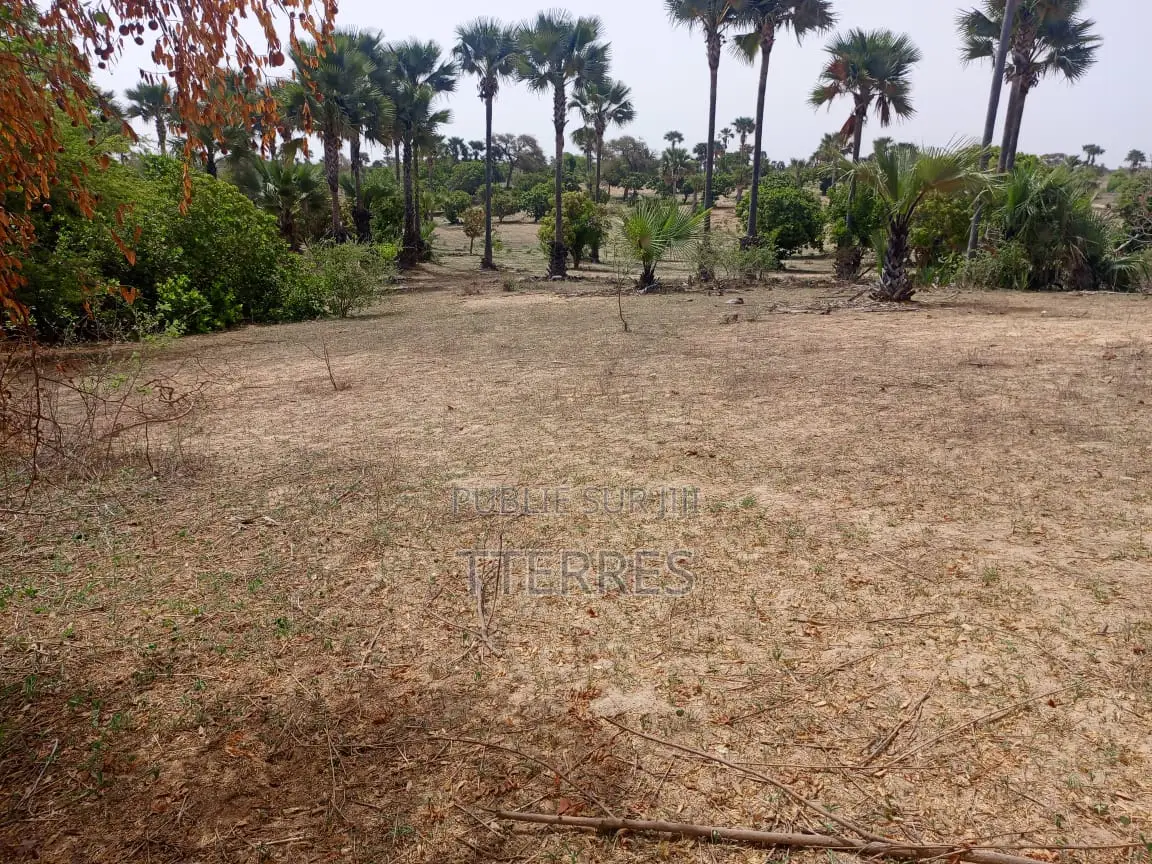 Verger Productif De 1,63 Hectare Vers Keur Sala Deurguen -Tivaouane