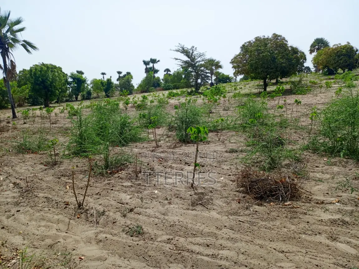 Verger Productif Et Fonctionnel De 2,32 Hectares Vers Tivaouane