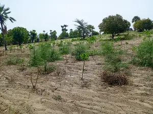 Verger Productif Et Fonctionnel De 2,32 Hectares Vers Tivaouane
