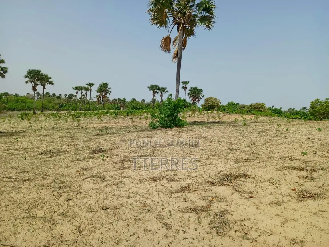 Verger Productif Et Fonctionnel De 2,32 Hectares Vers Tivaouane