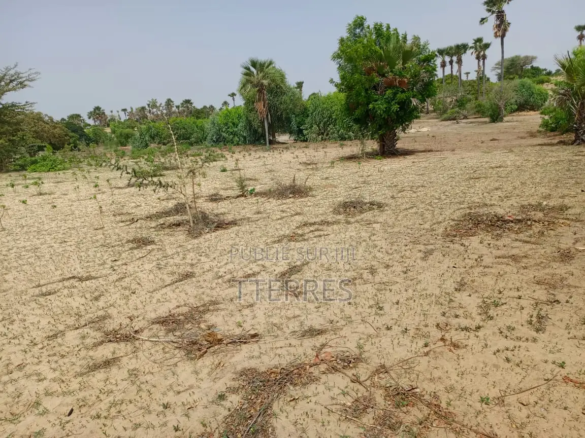 Verger Productif Et Fonctionnel De 2,32 Hectares Vers Tivaouane