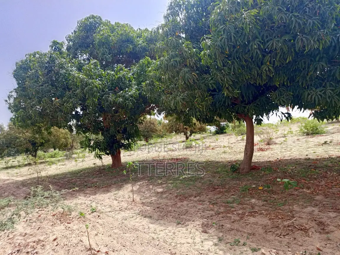 Verger Productif Et Fonctionnel De 2,32 Hectares Vers Tivaouane