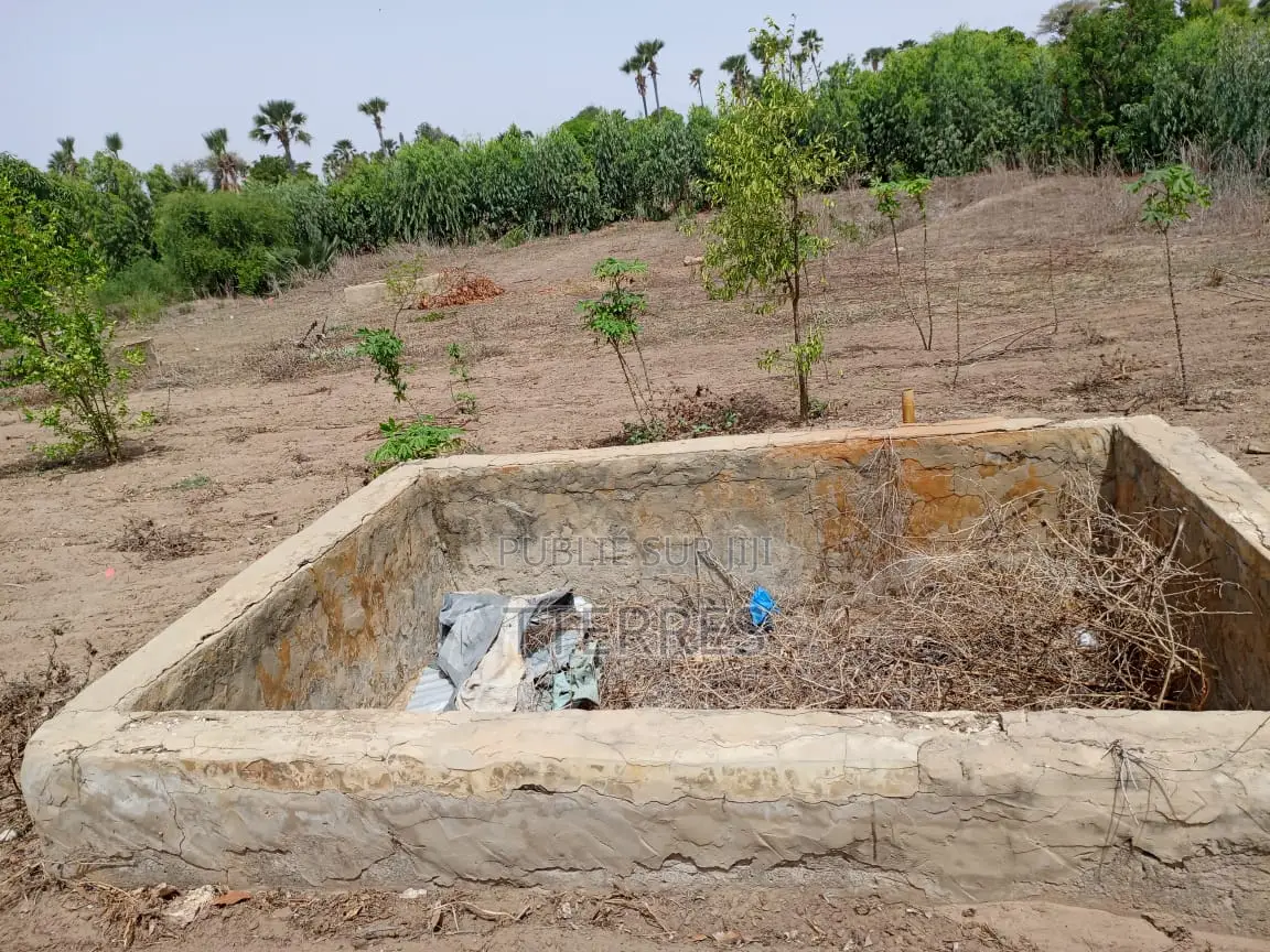 Verger Productif Et Fonctionnel De 2,32 Hectares Vers Tivaouane