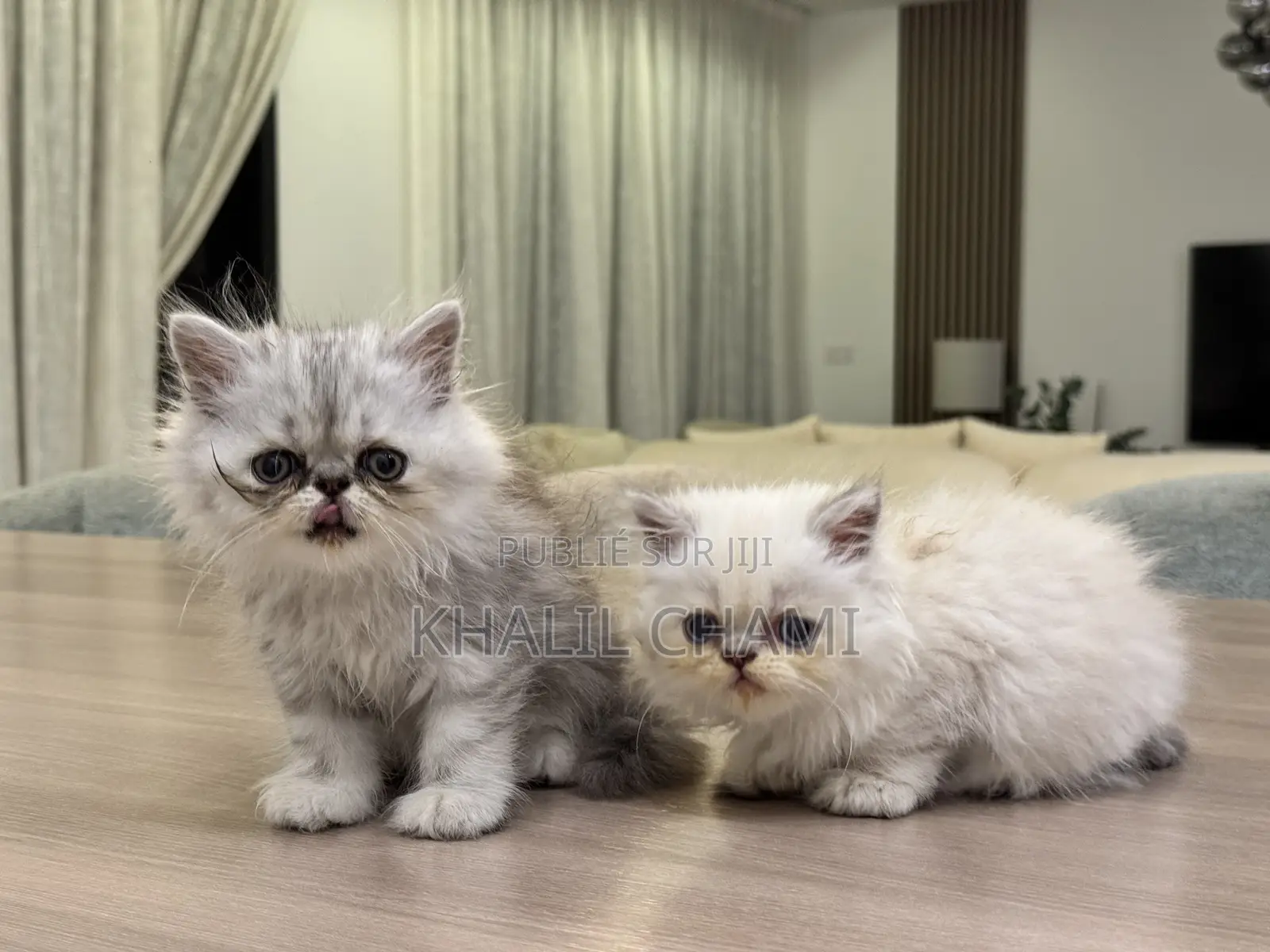 1-3 mois Femme Pure race Persian
