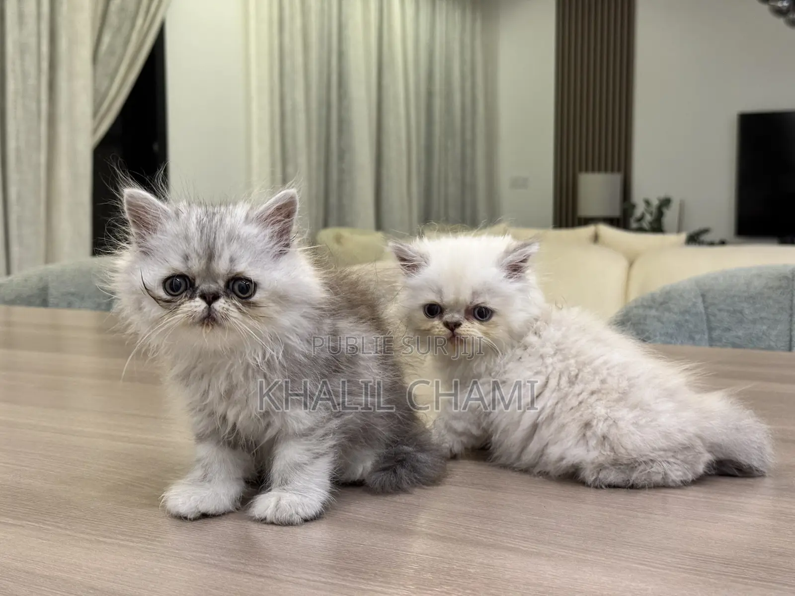 1-3 mois Femme Pure race Persian