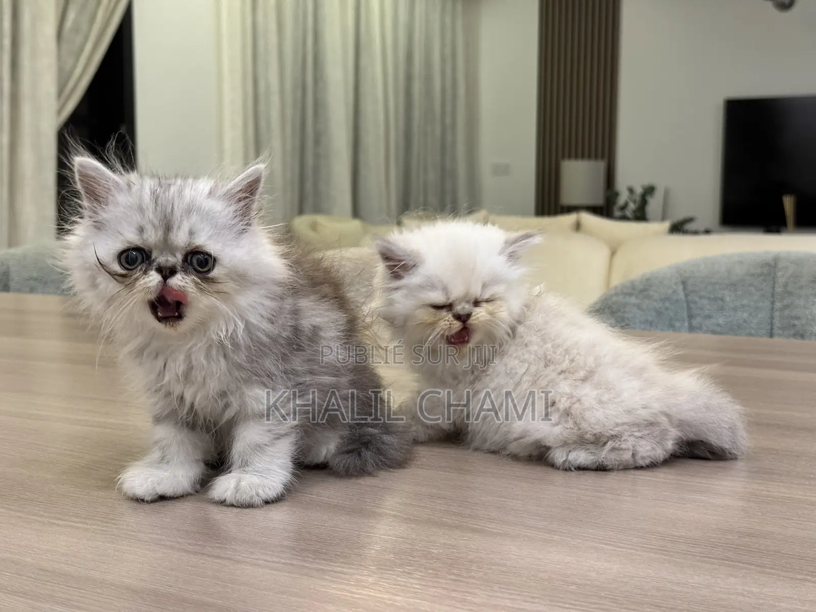 1-3 mois Femme Pure race Persian