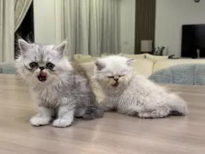 1-3 mois Femme Pure race Persian