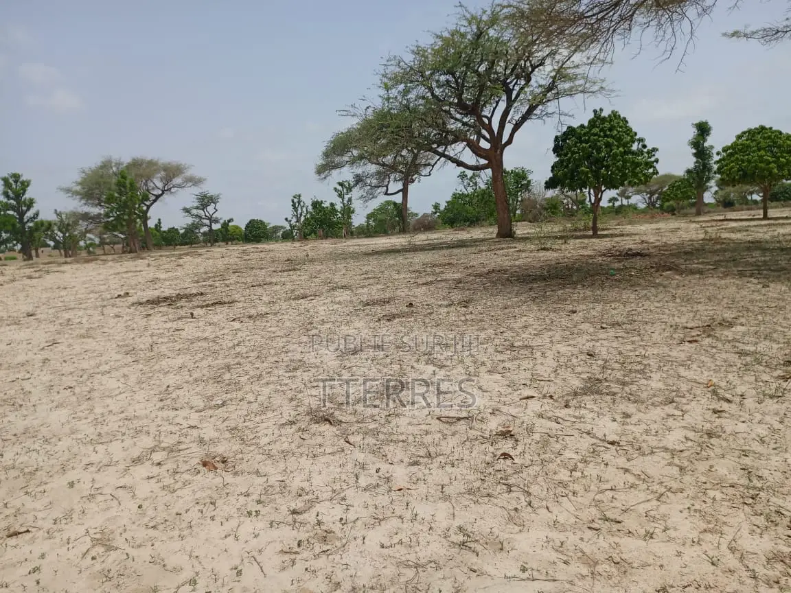 Verger Productif De 1,65 Ha À 700 M De Keur Sala Deurguen-Tivaouane