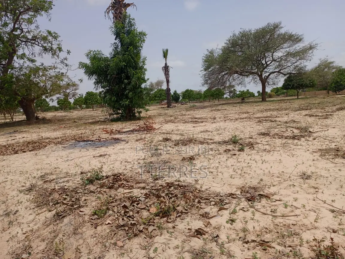 Verger Productif De 1,65 Ha À 700 M De Keur Sala Deurguen-Tivaouane