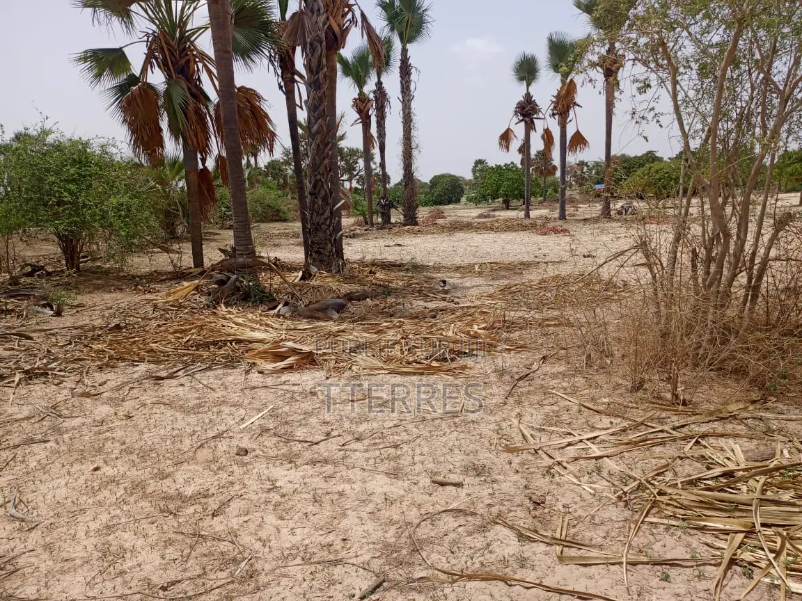 Verger Productif De 1,65 Ha À 700 M De Keur Sala Deurguen-Tivaouane